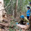 Ba cá thể Tê tê java được thả về môi trường tự nhiên tại Vườn Quốc gia Bù Gia Mập. (Ảnh: TTXVN phát)