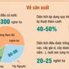 Mục tiêu đến năm 2030, sản lượng hạt điều đạt 0,36-0,4 triệu tấn