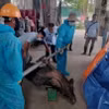 Đàn lợn bị mắc bệnh dịch tả lợn châu Phi buộc tiêu hủy theo quy định. (Ảnh: TTXVN phát)