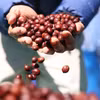 Giá càphê đã được duy trì trên mức trên 90.000 đồng/kg hơn 1 tuần nay. (Ảnh: Tuấn Anh/TTXVN)