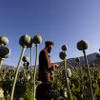 Nhiều nông dân Afghianistan đã quá quen với tập quán canh tác cây thuốc phiện. (Ảnh: Reuters)
