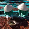 Nhân công loại bỏ trái cà phê xanh để đảm bảo nguyên liệu làm cà phê đặc sản. (Ảnh tư liệu: Tuấn Anh/TTXVN)