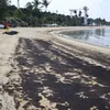 Dầu loang trên bãi biển Siloso ở đảo Sentosa, Singapore, ngày 15/6/2024. (Ảnh: THX/TTXVN)