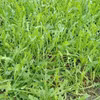 Bảo tồn cây dược liệu quý trên vùng đất cát Quảng Bình