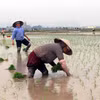 Thời tiết đang rất thuận lợi cho bà con gieo cấy lúa Xuân 2021. (Ảnh: Nguyễn Chinh/TTXVN)
