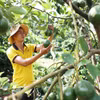 Diện tích và sản lượng bơ 034 tăng nhanh trong các năm gần đây, trong khi thị trường tiêu thụ chưa ổn định. (Nguồn: Báo Lâm Đồng)