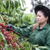 Công nhân Công ty TNHH sản xuất và thương mại Vương Thành Công (Đắk Lắk) thu hoạch càphê. (Ảnh: Tuấn Anh/TTXVN)