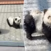 Hai chú "chó gấu trúc" trong vườn thú Thái Châu. (Nguồn: Twitter)
