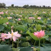 Cánh đồng sen tại xã Láng Biển, huyện Tháp Mười. (Ảnh: Nhựt An/TTXVN) 