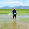 Nông dân ở xã Xuân Hải (Ninh Hải, Ninh Thuận) bón lót phân cho cây lúa sản xuất theo mô hình hữu cơ. (Ảnh: Công Thử/TTXVN)