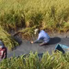 Mô hình kết hợp giữa cây lúa-con tôm không chỉ giúp nông dân nâng cao thu nhập mà còn tạo môi trường thuận lợi cho tôm nuôi phát triển tốt. (Ảnh: TTXVN phát)