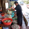 Nghêu thương phẩm ở huyện Gò Công Đông, tỉnh Tiền Giang. (Ảnh: Hữu Chí/TTXVN)