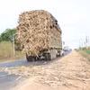 Các xe tải chở mía quá khổ làm rơi rớt cây mía nguyên liệu xuống đường, tiềm ẩn nguy cơ tai nạn giao thông. (Ảnh: Minh Phú/TTXVN)