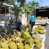 Việc chuyển đổi đất trồng lúa kém hiệu quả sang trồng mít cho hiệu quả gấp đôi so với trồng lúa. (Ảnh: Nguyễn Văn Trí/TTXVN)