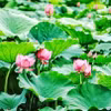 Vẻ đẹp của những đóa sen bách diệp hồ Tây. (Ảnh: Khánh Hòa/TTXVN)