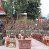 Do kỳ công chăm sóc, giá thành cao nên hiện nay còn ít nhà vườn ở làng đào Nhật Tân trồng đào Thất Thốn. (Ảnh: Hoàng Hiếu/TTXVN)