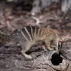 Numbat - loài thú ăn mối có túi đang bị đe dọa bởi tình trạng Trái đất ấm lên. (Ảnh: Tạp chí Sinh học Thực nghiệm Australia) 