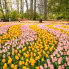 Hàng triệu bông hoa tulip rực rỡ đủ màu khoe sắc tại vườn Keukenhof. (Nguồn: Keukenhof)