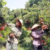Thu hoạch vườn vải đủ tiêu chuẩn xuất khẩu tại Lục Ngạn, Bắc Giang. (Ảnh: Đồng Thúy/TTXVN)