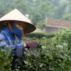 Thu hoạch chè búp tươi tại Tân Cương. (Ảnh: Trọng Đạt/TTXVN)