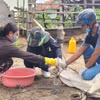 Chính quyền huyện Mang Yang hỗ trợ người dân cách phòng và điều trị bệnh lở mồm long móng. (Ảnh: Hoài Nam/TTXVN)