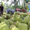 Giá mít tại Tiền Giang đang “sốt" do nguồn cung rất hạn chế