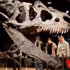 Bộ xương của loài khủng long Allosaurus từng sống 150 triệu năm trước được trưng bày tại phòng đấu giá Drouot ở Paris. (Ảnh: Reuters)