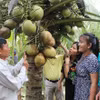 Dừa sáp. (Ảnh: Thanh Hòa/TTXVN)
