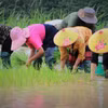 Indonesia mong muốn tăng cường mở rộng hợp tác kinh doanh với Việt Nam ở nhiều lĩnh vực, trong đó có nông nghiệp và thủy sản. (Ảnh: Nguyễn Oanh/TTXVN)