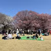 Du khách đến chiêm ngưỡng hoa anh đào tại Công viên Quốc gia Shinjuku Gyoen ở Thủ đô Tokyo (Nhật Bản). (Ảnh: Phạm Tuân/TTXVN)