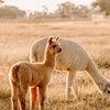 Lạc đà Alpaca. (Nguồn: The Guardian)