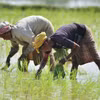 Nông dân trồng lúa trên cánh đồng tại Nagaon, bang Assam (Ấn Độ). (Ảnh: THX/TTXVN)