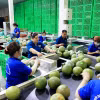 Dây chuyền đóng gói bưởi da xanh xuất khẩu tại Cơ sở Hương Miền Tây, ấp Phước Trung, xã Phước Mỹ Trung, huyện Mỏ Cày Bắc (tỉnh Bến Tre). (Ảnh: Hồng Đạt/TTXVN)