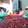 Càphê là một trong những sản phẩm được Việt Nam giới thiệu tại AFIC10. (Ảnh: Tuấn Anh/TTXVN)