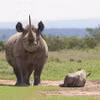 Ảnh minh họa. (Nguồn: Save the Rhino International)