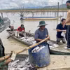 Người dân vớt cá chết từ các lồng nuôi. (Ảnh: TTXVN phát)