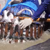 Thu hoạch cá tra tại vùng nuôi thuộc thành phố Hồng Ngự, tỉnh Đồng Tháp. (Ảnh: Nhựt An/TTXVN)