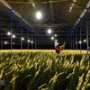Một nhà vườn ở làng hoa Vạn Thành, phường 5, thành phố Đà Lạt. ( Ảnh: Nguyễn Dũng/TTXVN) 