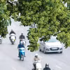 Hoa sữa. (Nguồn: Vietnam+)