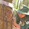 Công nhân Công ty cao su Việt Lào tại tỉnh Attapeu cạo mủ cao su. (Ảnh: Đỗ Bá Thành/TTXVN)