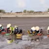 Thu hoạch nghêu tại bãi biển Tân Thành, huyện Gò Công Đông, tỉnh Tiền Giang. (Ảnh: Hữu Chí - TTXVN)