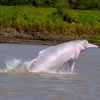 Cá heo sông Amazon. (Nguồn: whales.org)
