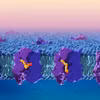 ​Quá trình vận chuyển lipid (chất béo) qua "hàng rào" máu não. (Nguồn: Neurosciencenews)