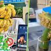 Nhiều nhân viên văn phòng trẻ ở Trung Quốc đã mua những buồng chuối còn xanh, cắm trong bình nước và chờ chín với mong muốn xua tan căng thẳng, mệt mỏi. (Nguồn: Xiaohongshu)