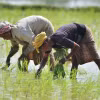 Nông dân trồng lúa trên cánh đồng tại Nagaon, bang Assam, Ấn Độ. (Ảnh: THX/TTXVN)