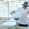 Anh Trần Tấn Giang kiểm tra sinh trưởng của lươn. (Ảnh: Hoàng Nhị/TTXVN)