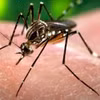 Virus Zika chủ yếu lây nhiễm qua vết đốt của muỗi Aedes. (Nguồn: indianexpress.com)