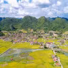 Mùa vàng Bắc Sơn. (Ảnh: Anh Tuấn/TTXVN)