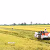 Thu hoạch lúa chất lượng cao ở Cần Thơ. (Nguồn: TTXVN)
