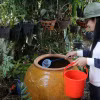 Kiểm tra lu chứa nước mưa để thả cá diệt trừ lăng quăng tại hộ dân. (Ảnh minh họa: Lê Huy Hải/TTXVN)
